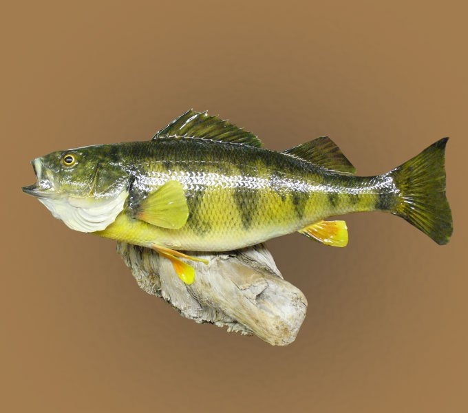 Perch Taxidermy